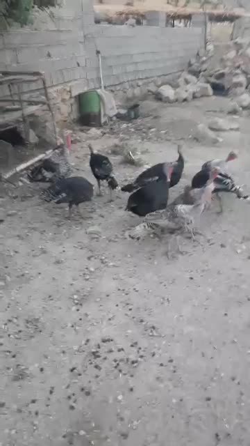 فروش بوقلمون نر و ماده|حیوانات مزرعه|رستم, |دیوار