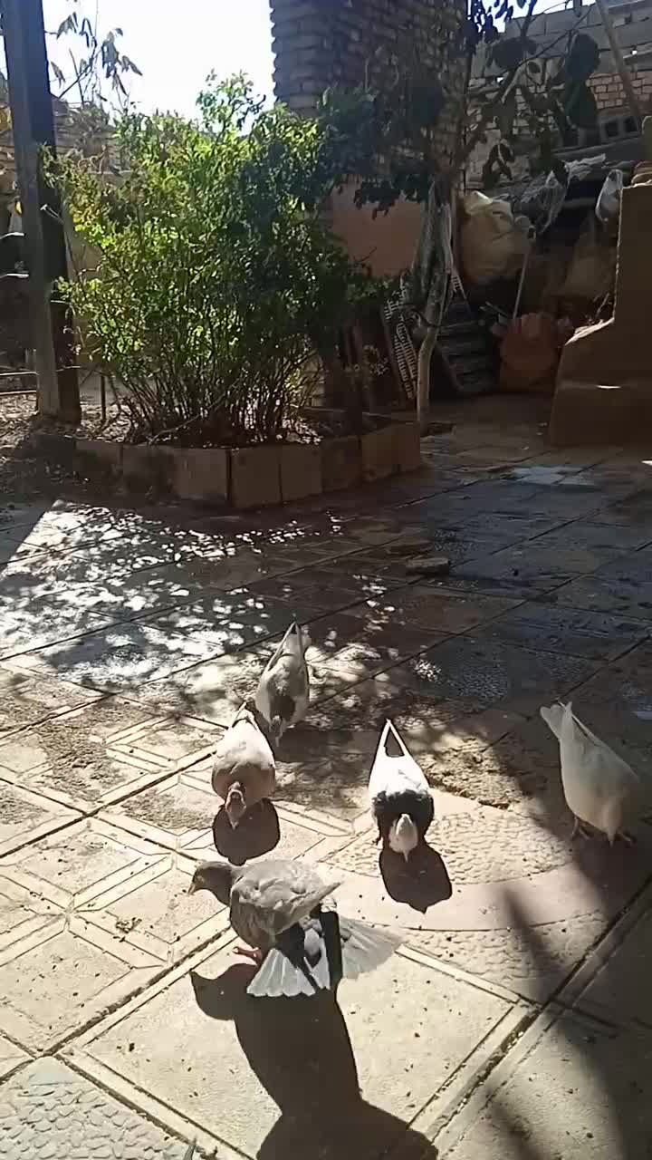 دوازده تا کبوتر پرشی|پرنده|سبزوار, قصبه شرقی|دیوار