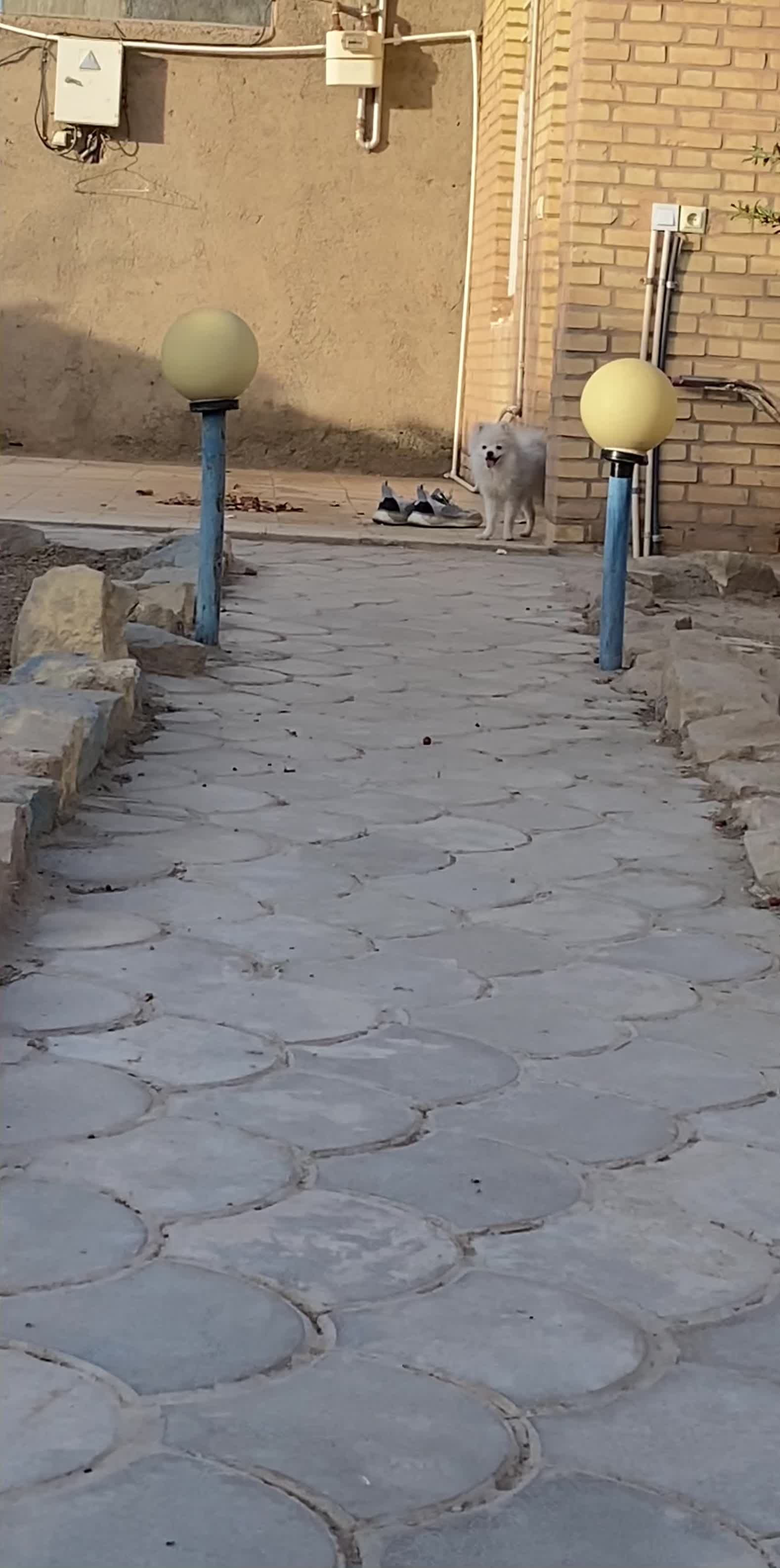 سگ پامر سفید ۶ ماهه|سگ|سبزوار, قائم|دیوار