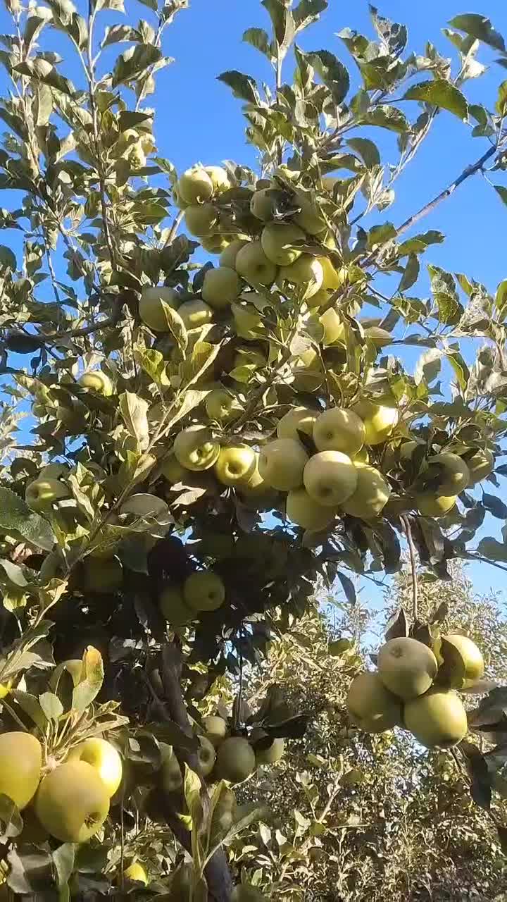 نهال و نهالستان شناسه دار گیلاسی|خدمات باغبانی و درختکاری|چناران, |دیوار