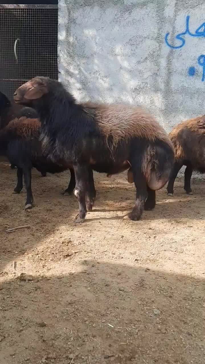 فروش قوچ ۳.۵ ساله|حیوانات مزرعه|آفتاب, |دیوار