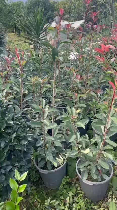 فوتونیا سطل 12 تعداد 500|گل و گیاه طبیعی|چابکسر, |دیوار