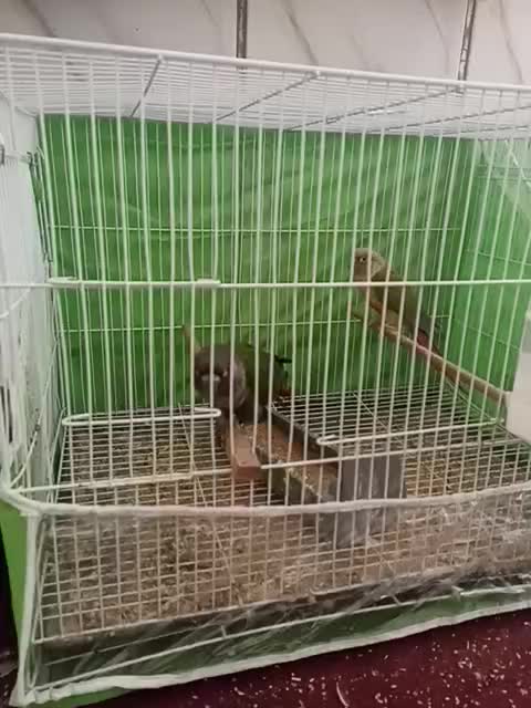 جفت گرینچیک نرماده زمانتی باقرمزی بالا|پرنده|زابل, |دیوار