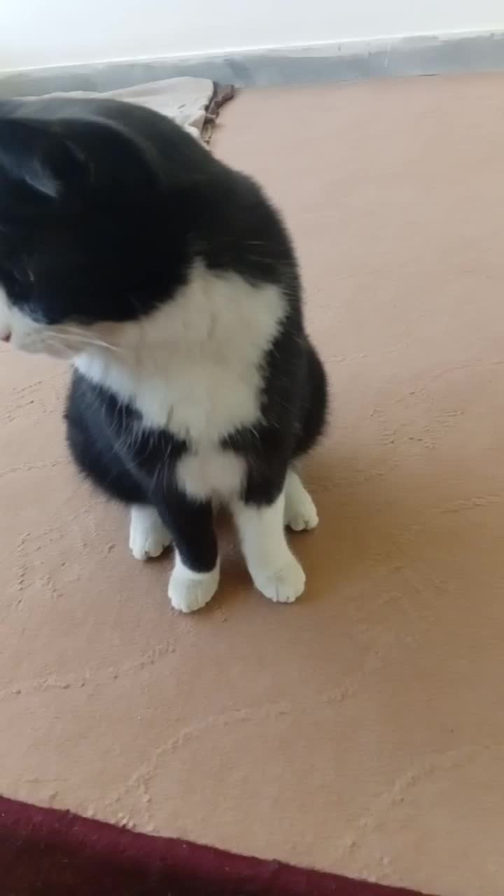 واگذارئ رایگِان چند تا بچه گربه|گربه|خوانسار, |دیوار