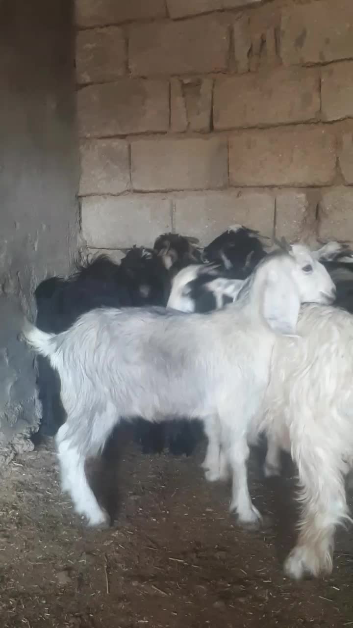 ۱۳راس بزغاله ماده چاق چاق|حیوانات مزرعه|اندیمشک, |دیوار