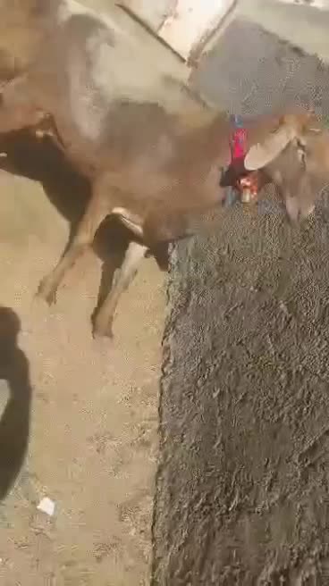 شیشک قوچ چینی|حیوانات مزرعه|خمین, |دیوار