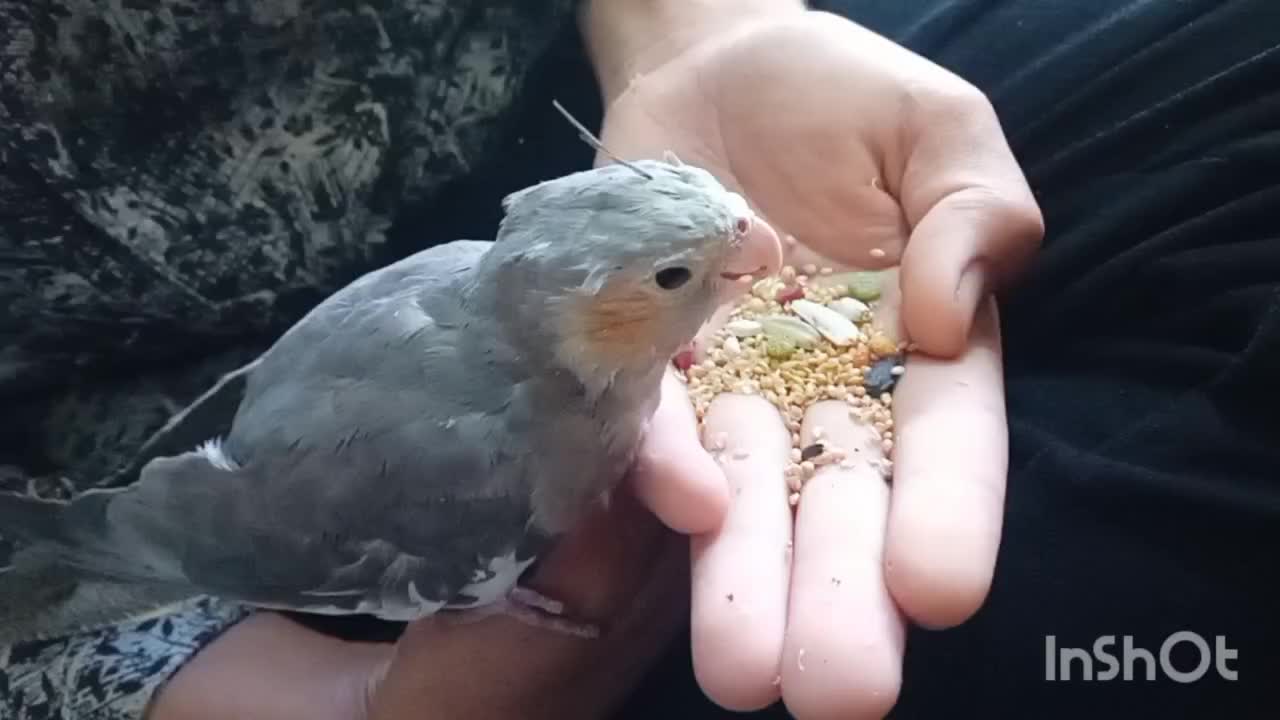 عروس هلندی اماده دستی کردن|پرنده|رامشیر, |دیوار