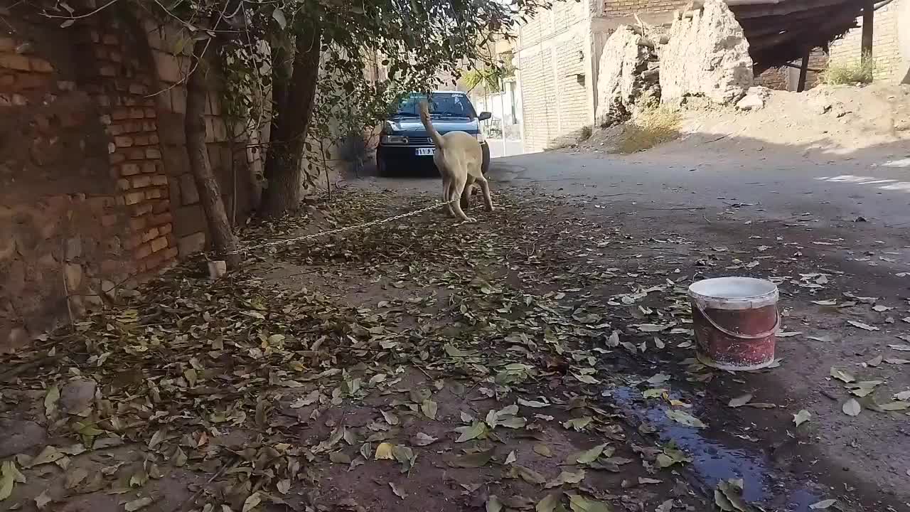 توله کانگال|سگ|فیروز, |دیوار