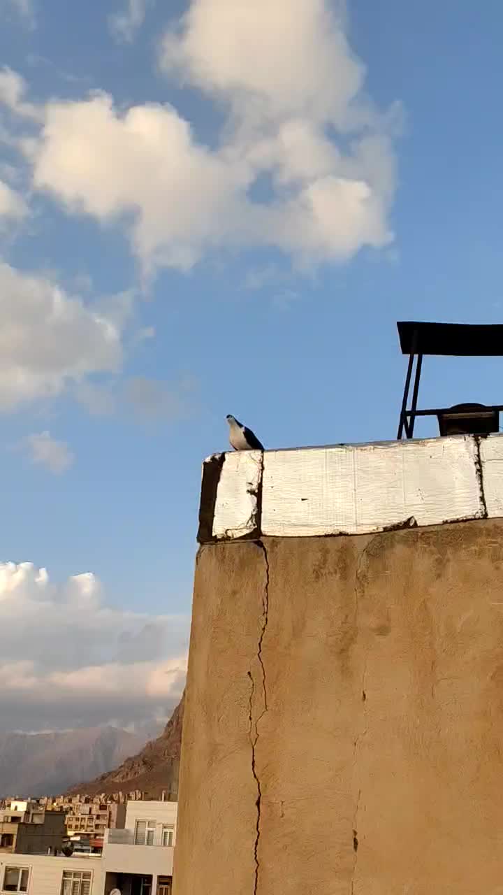 سه تا لچگی ناب|پرنده|کرمانشاه, |دیوار