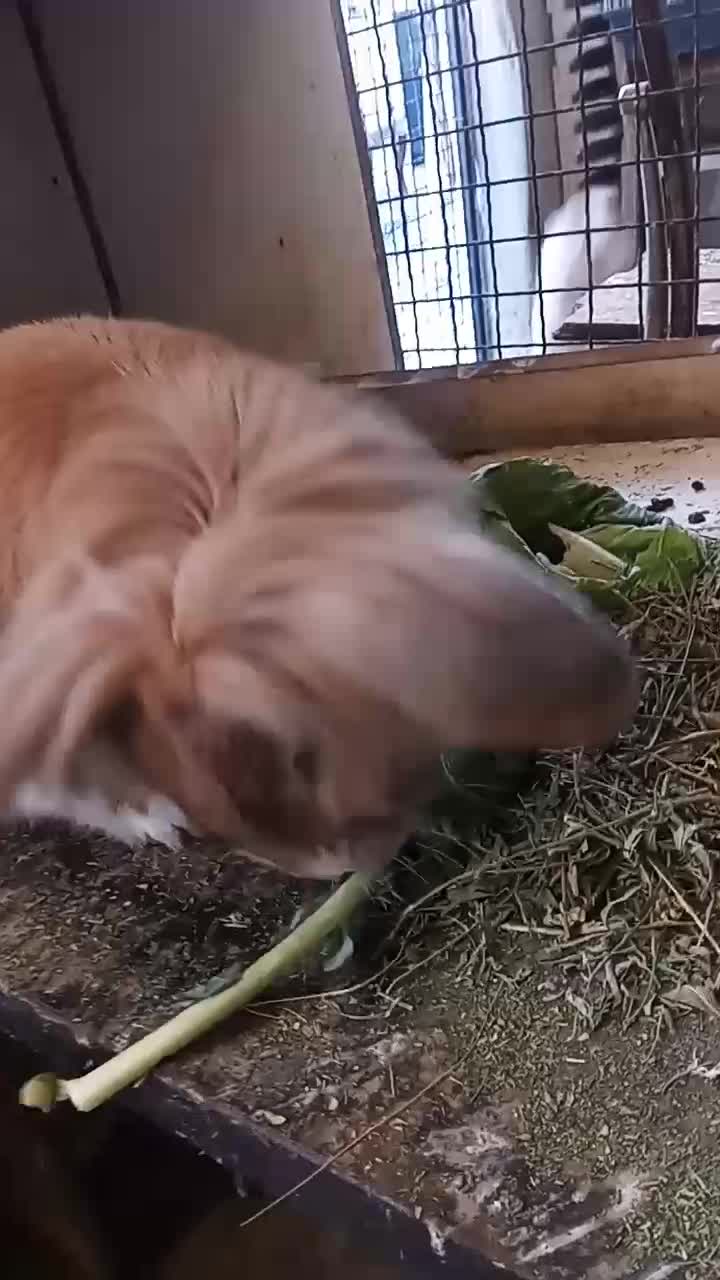 خرگوش لوپ‌ هلندی نر چشم آبی|موش و خرگوش|تهران, جمال‌زاده|دیوار