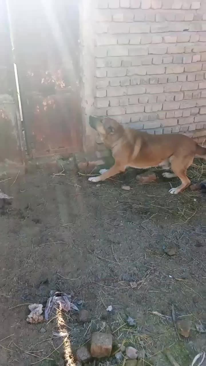 سگ گلگی|سگ|قائن, |دیوار