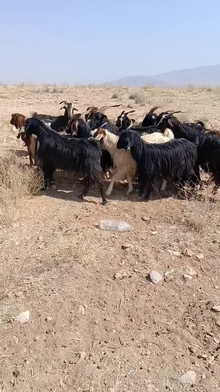 بز داشتی|حیوانات مزرعه|سده (فارس), |دیوار