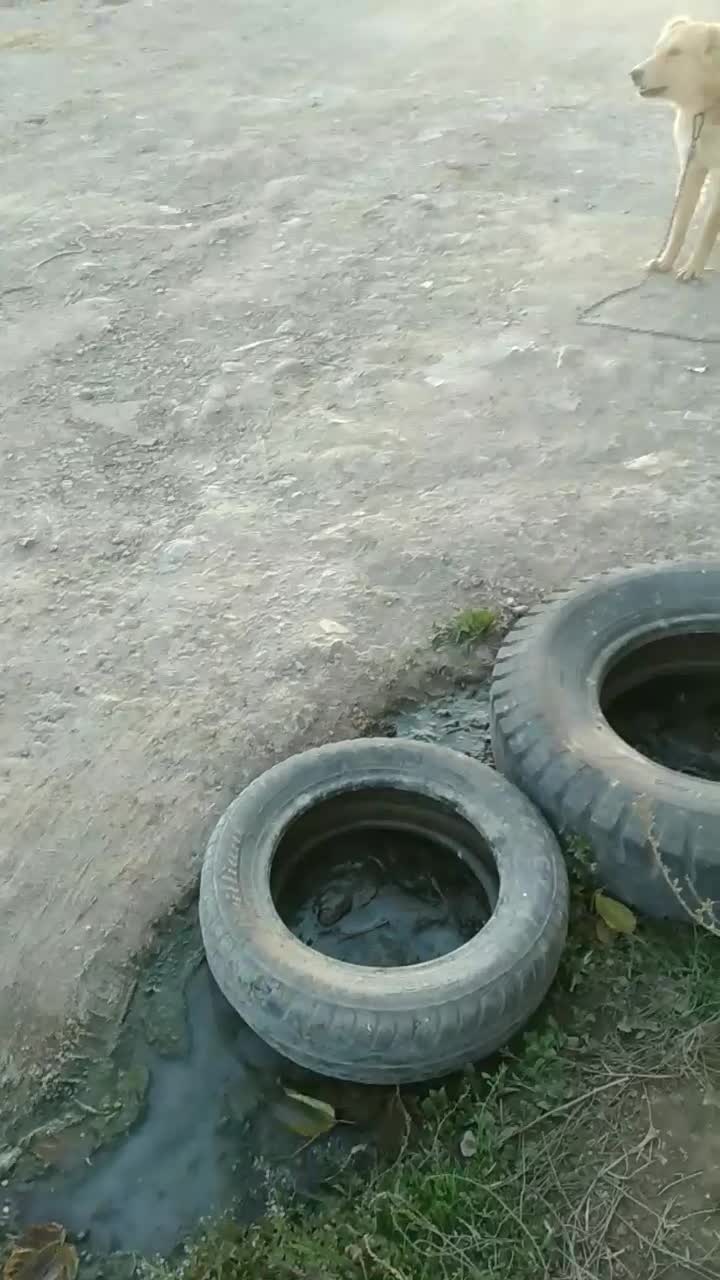 واگذاری|سگ|خرم‌آباد, |دیوار