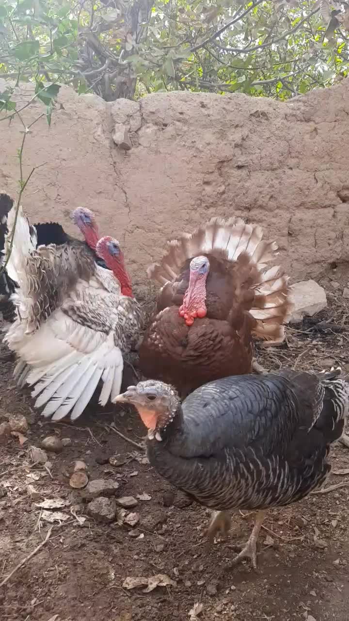 مرغ و خروس و بوقلمون|حیوانات مزرعه|قزوین, |دیوار