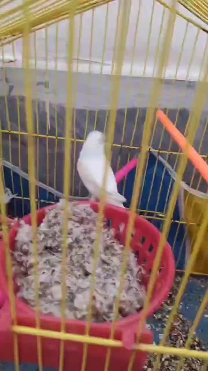 قناری ماده موزاییکی|پرنده|زاهدان, |دیوار