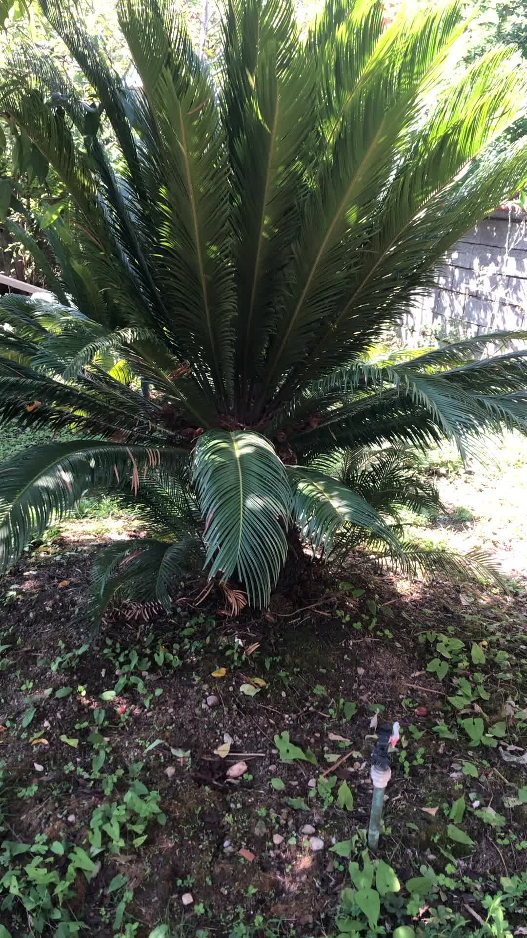 دو عدد سیکاس بزرگ|خدمات باغبانی و درختکاری|نوشهر, |دیوار