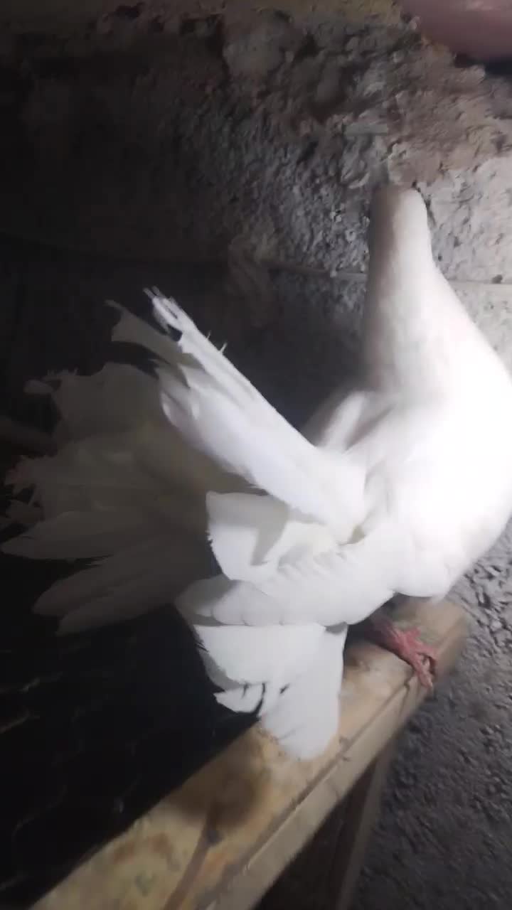 کبوتر. دم چتری|پرنده|تربت‌حیدریه, آغوی|دیوار