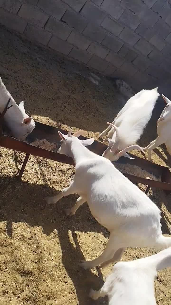 بزسانن‌آبستن|حیوانات مزرعه|فریمان, |دیوار