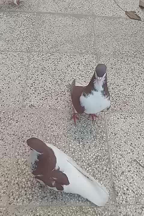 چهار عدد ساده|پرنده|نیشابور, شهرک اندیشه|دیوار