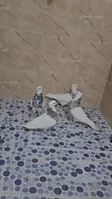 طوقی|پرنده|شیراز, محمدیه|دیوار