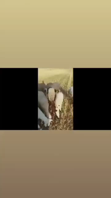 قوچ|حیوانات مزرعه|کوزران, |دیوار