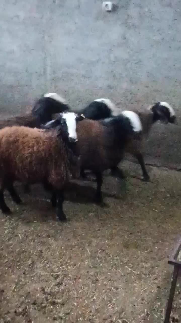 بره ماده های اصیل شال|حیوانات مزرعه|تاکستان, |دیوار