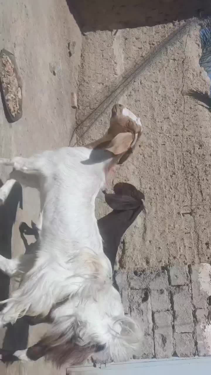 فروش دو تا گوسفند خوب واسه مالی داری|حیوانات مزرعه|سراوان, |دیوار