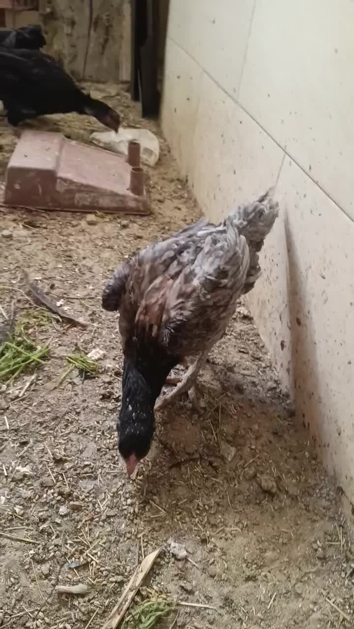 مرغ و خروس لاری افغان|حیوانات مزرعه|قرچک, داوود آباد|دیوار