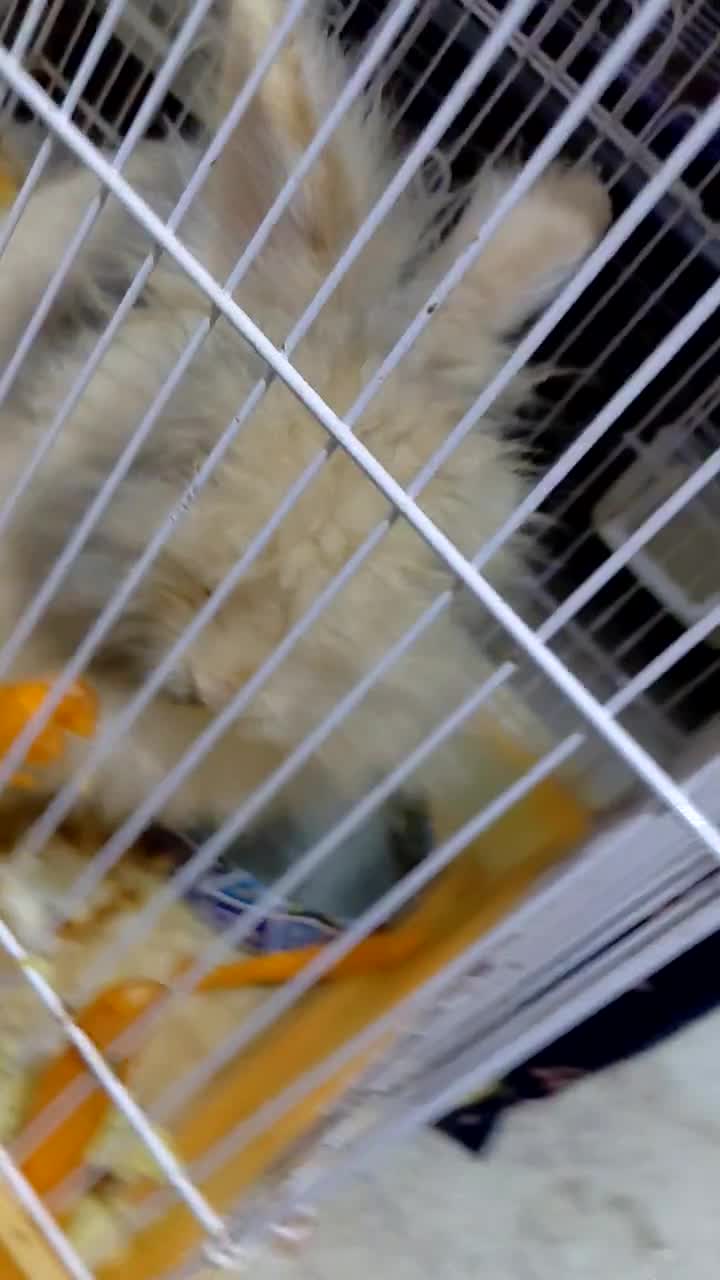 فروش خرگوش|موش و خرگوش|تالش, هشتپر|دیوار