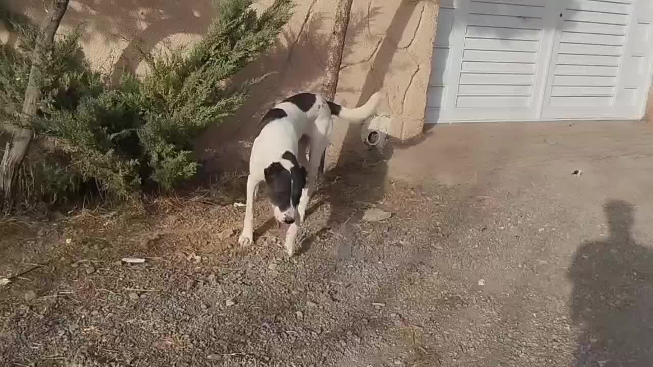 سگ ماده|سگ|قائن, |دیوار