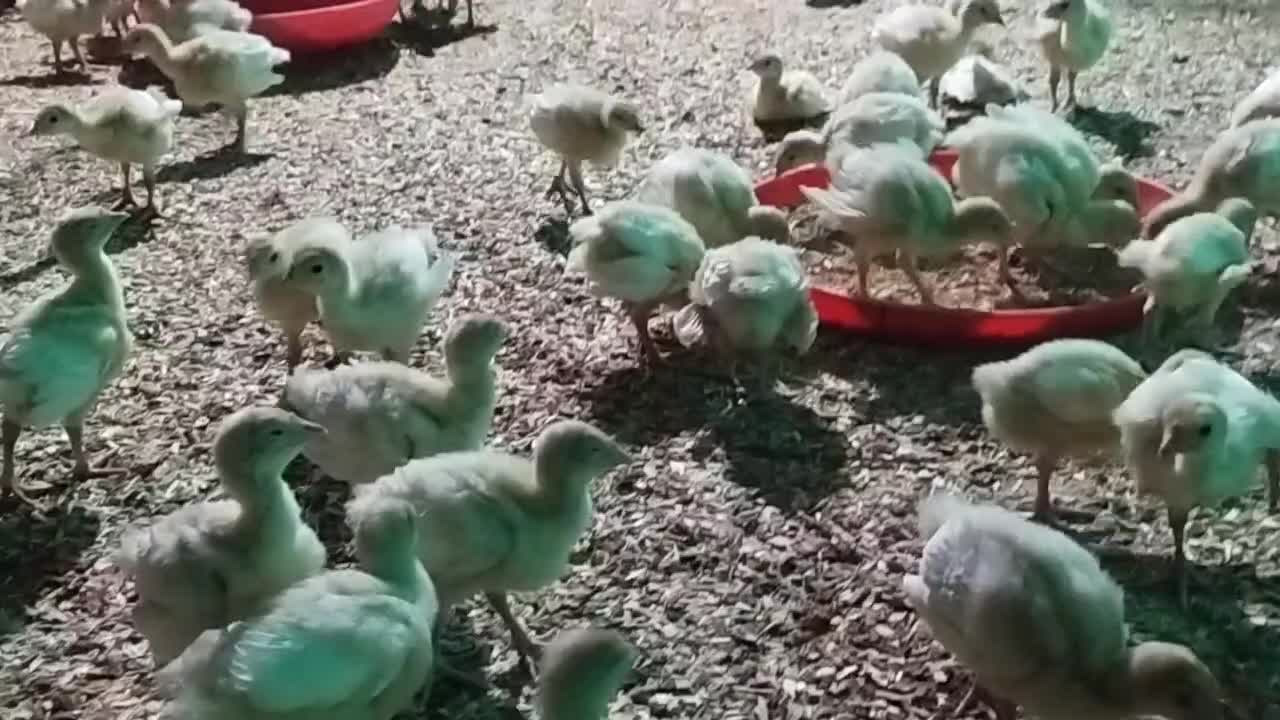 جوجه بوقلمون بیوتی|حیوانات مزرعه|سبزوار, امیر کبیر|دیوار