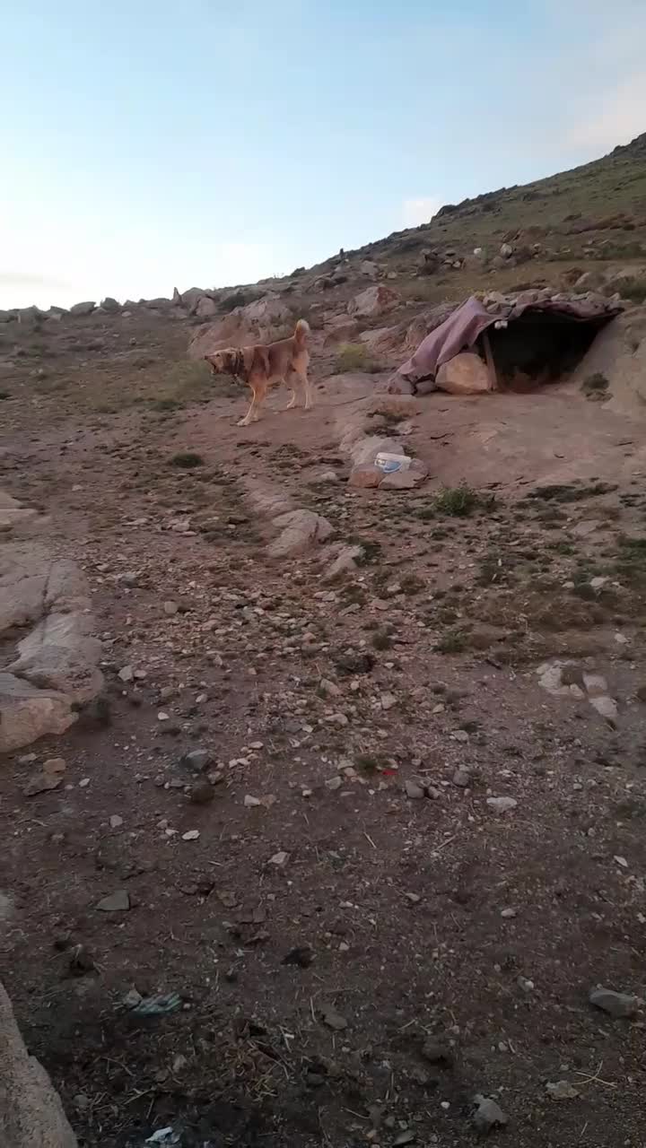 سگ نگهبان|سگ|زنجان, |دیوار