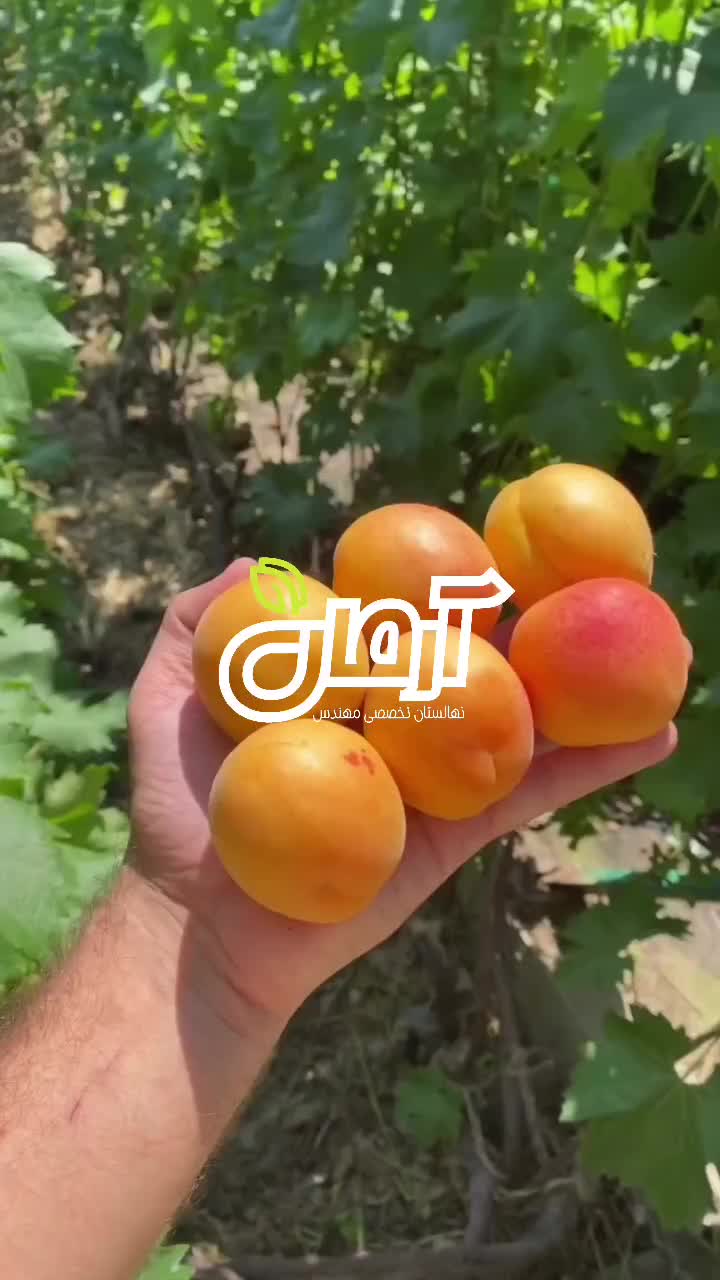 نهال زردآلو پزتقالی رویشی|خدمات باغبانی و درختکاری|رباط‌کریم, رباط‌کریم|دیوار