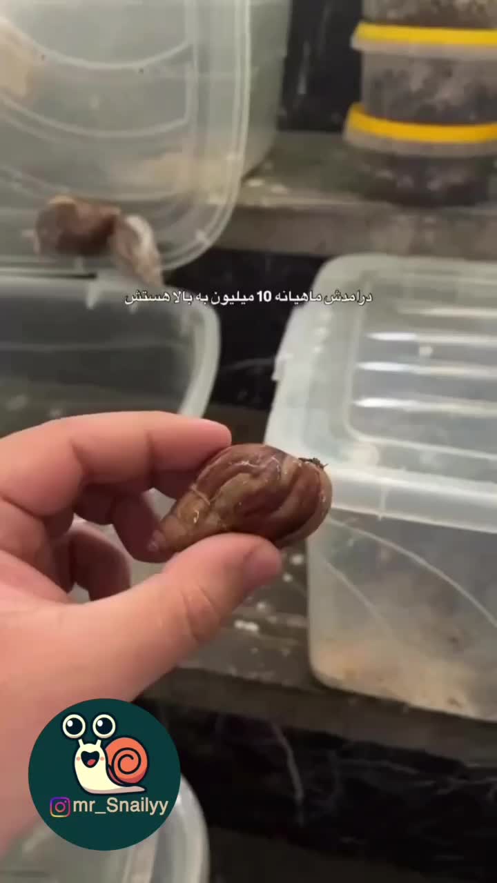 پرورش حلزون|خزنده|پارسآباد, |دیوار