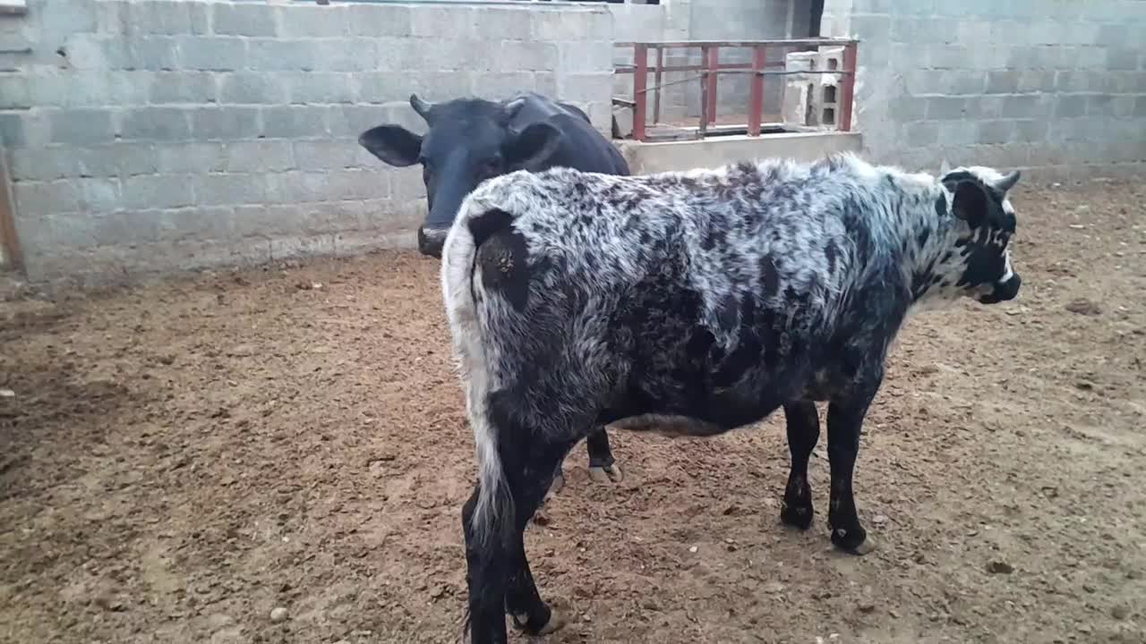 فروش دو راس گوساله ماده|حیوانات مزرعه|بستک, |دیوار