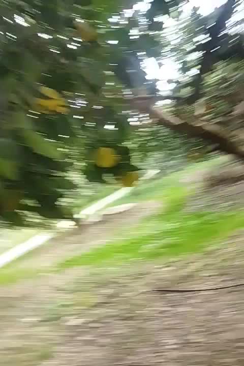 فروش با مرکبات|خدمات باغبانی و درختکاری|رستمکلا, |دیوار