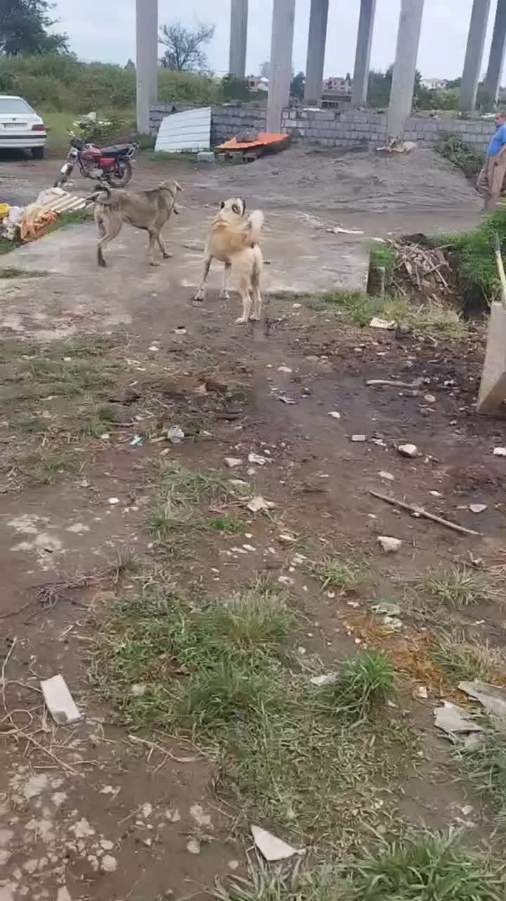 واگذاری سگ کانگال یا سرابی|سگ|تهران, دستغیب|دیوار