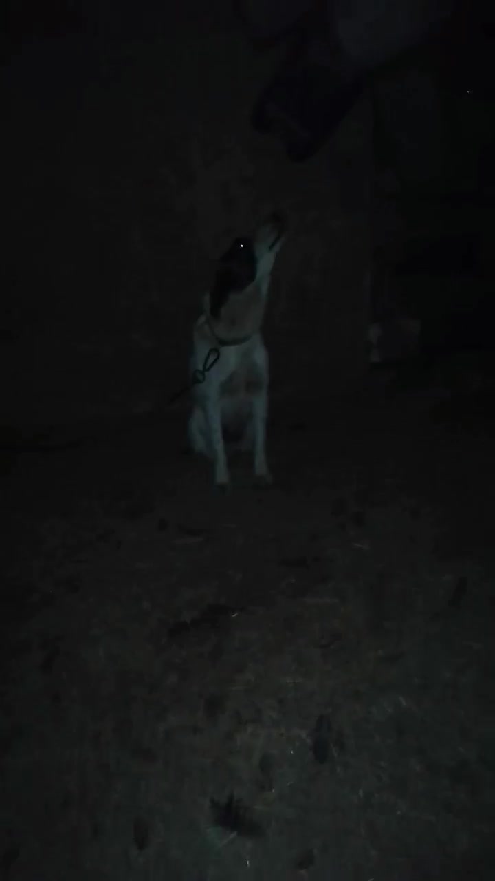 سگ نگهبان|سگ|گنبد کاووس, |دیوار