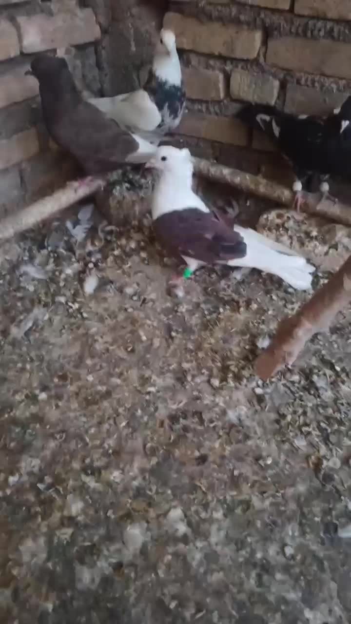 کبوتر حمیدیه|پرنده|سوسنگرد, |دیوار