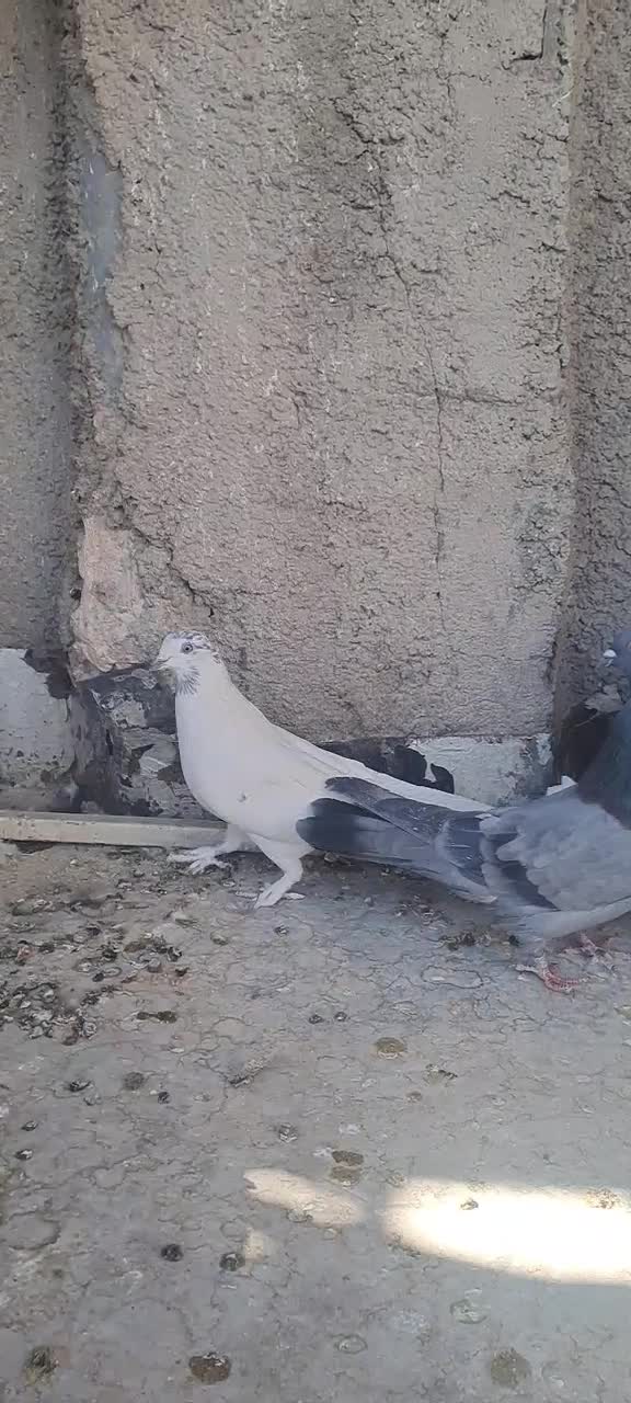 کفتر پر|پرنده|نجف‌آباد, جعفرآباد|دیوار