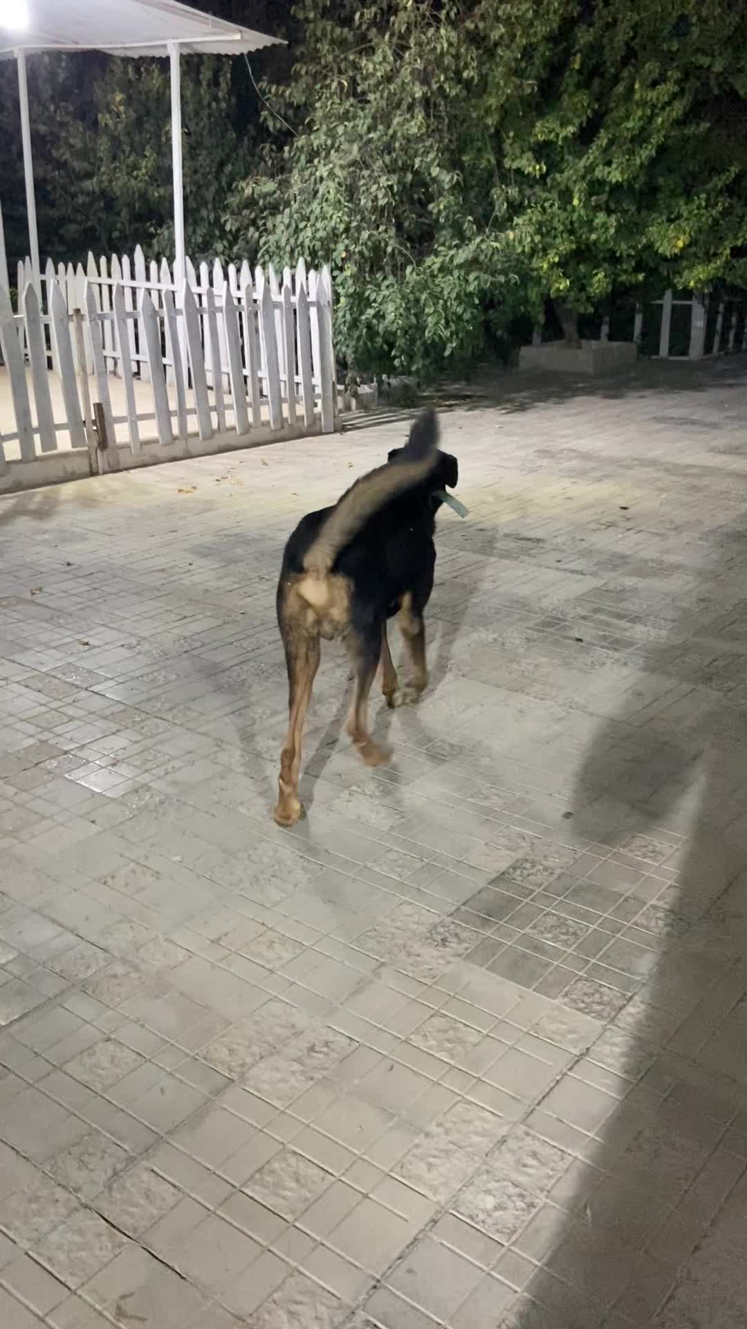 سگ نگهبان|سگ|تهران, آذری|دیوار