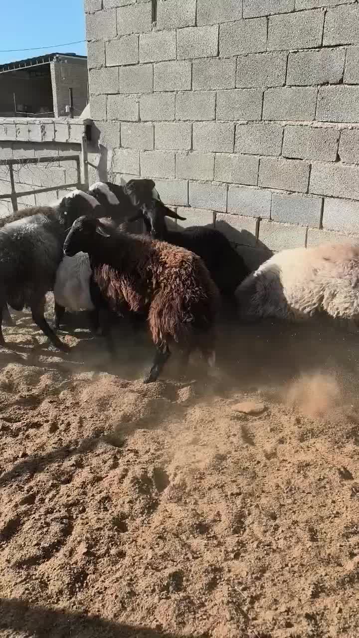 بره|حیوانات مزرعه|ابرکوه, |دیوار