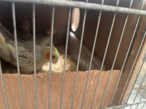 جفت مولد عالی|پرنده|باقرشهر, |دیوار