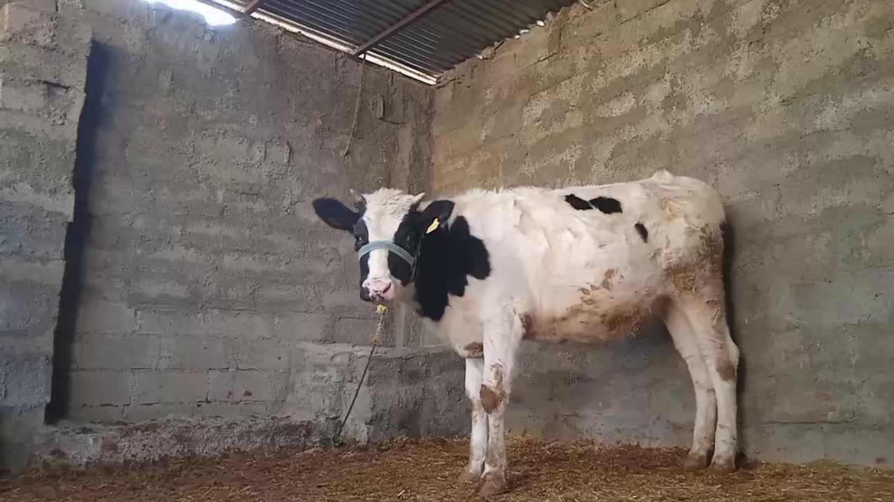 گوساله|حیوانات مزرعه|چگنی, |دیوار