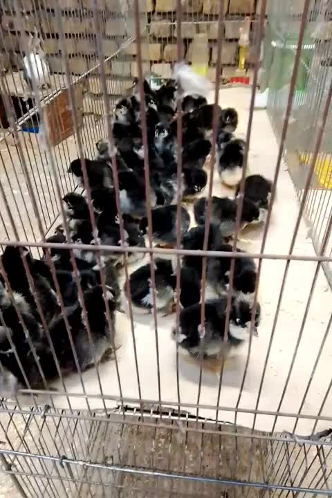 جوجه مرغ محلی یه روزه|حیوانات مزرعه|نطنز, |دیوار