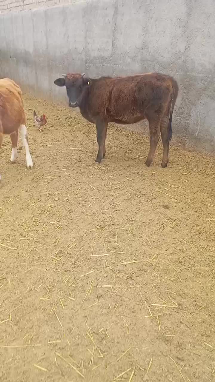 گوساله ماده|حیوانات مزرعه|جعفرآباد, |دیوار