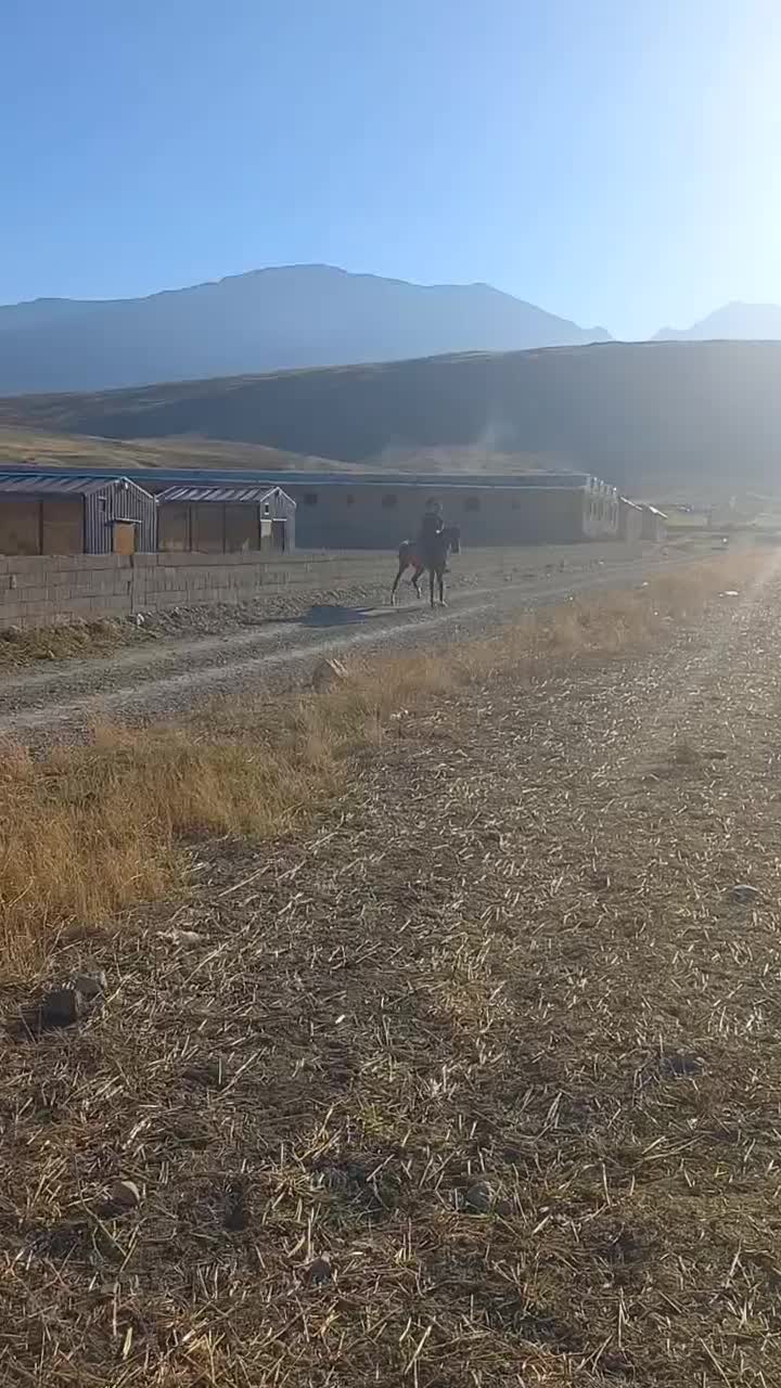 سن ۵.۶|اسب و تجهیزات اسبسواری|بازرگان, |دیوار