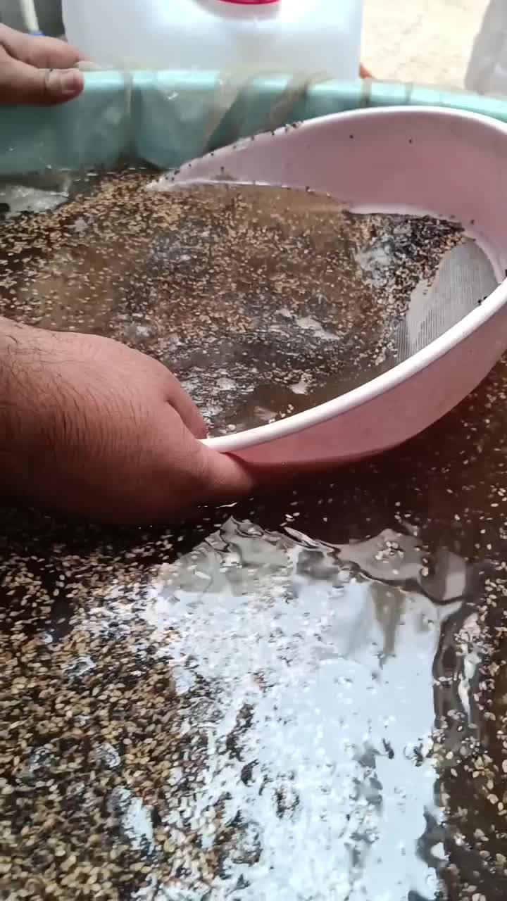 کنجد پاکستان روغن گیری شسته و نشسته|خوردنی و آشامیدنی|اهواز, سپیدار|دیوار