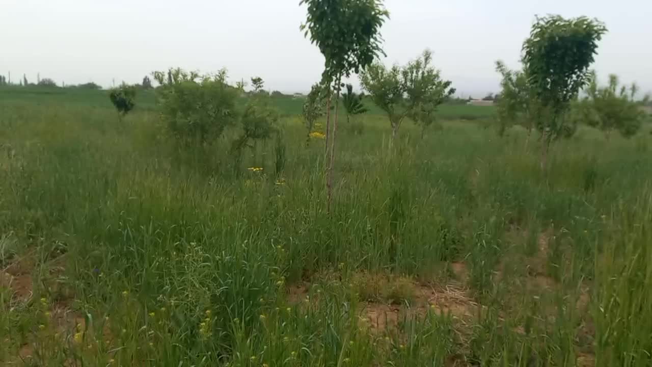 باغ هزار متری معاوضه با خودرو|فروش زمین و ملک کلنگی|زنجان, |دیوار