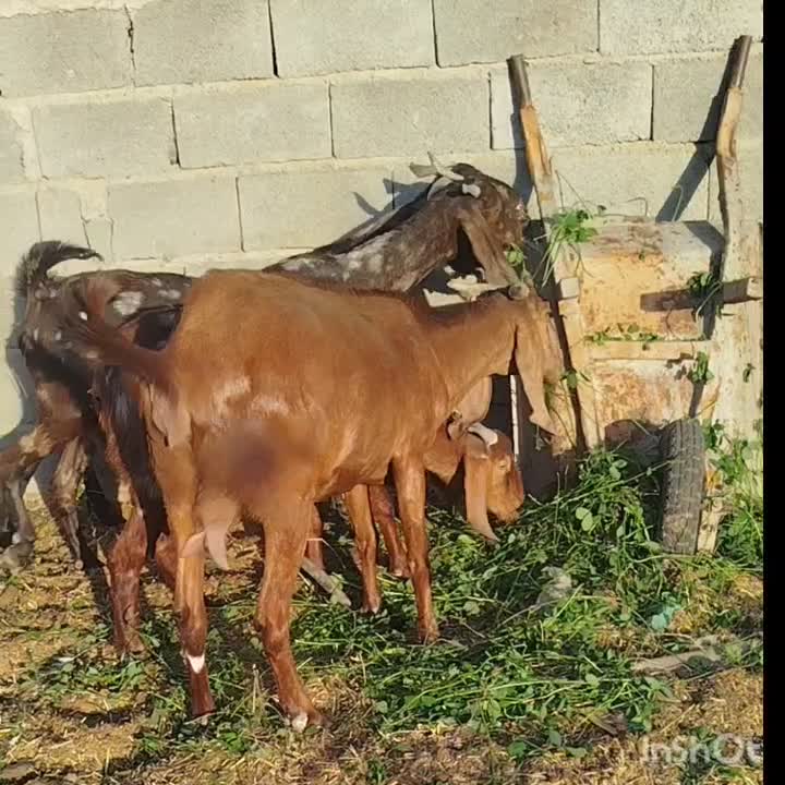 بز پاکستانی کاموری ونری دورگ کاموری|حیوانات مزرعه|جیرفت, |دیوار